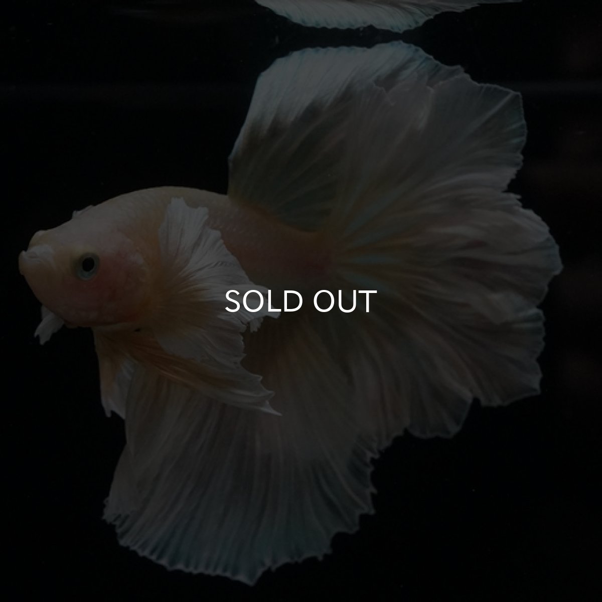 画像7: HM ゴールドダンボ フェザーテール (7)