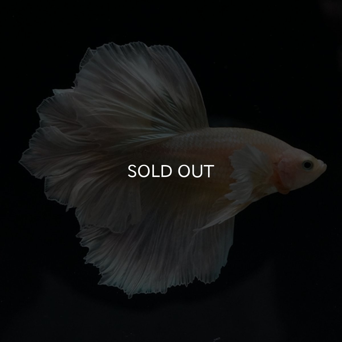 画像6: HM ゴールドダンボ フェザーテール (6)