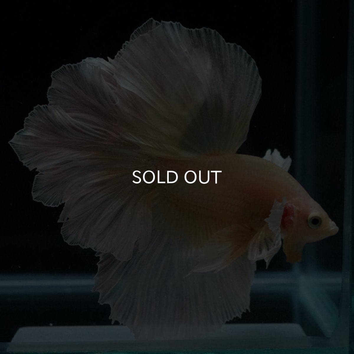 画像5: HM ゴールドダンボ フェザーテール (5)