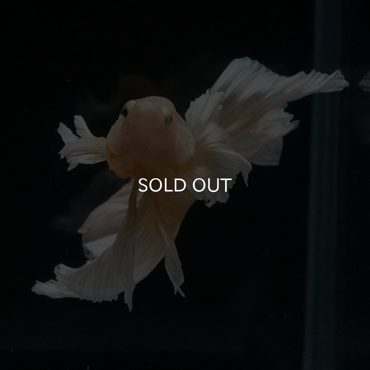 画像4: HM ゴールドダンボ フェザーテール (4)