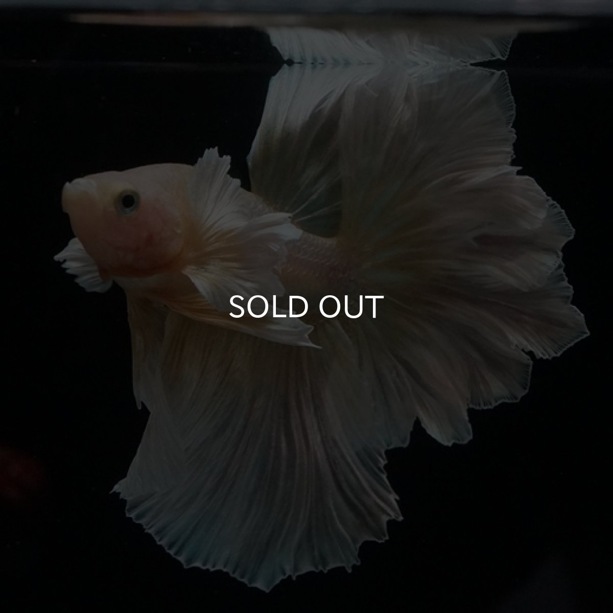 画像3: HM ゴールドダンボ フェザーテール (3)