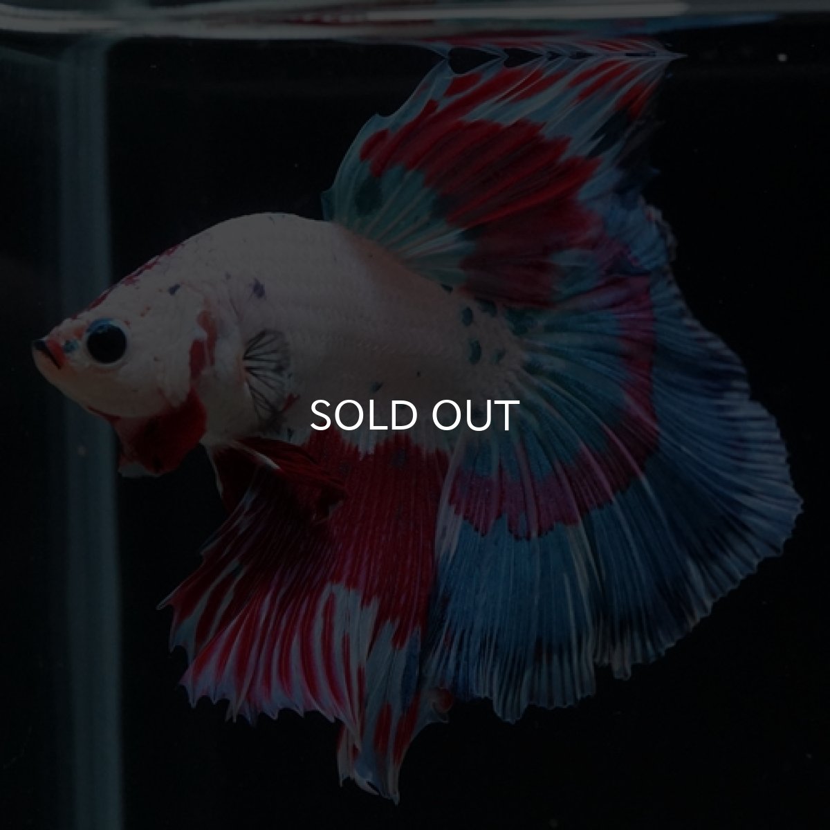 画像16: HM ホワイトファンシー (16)