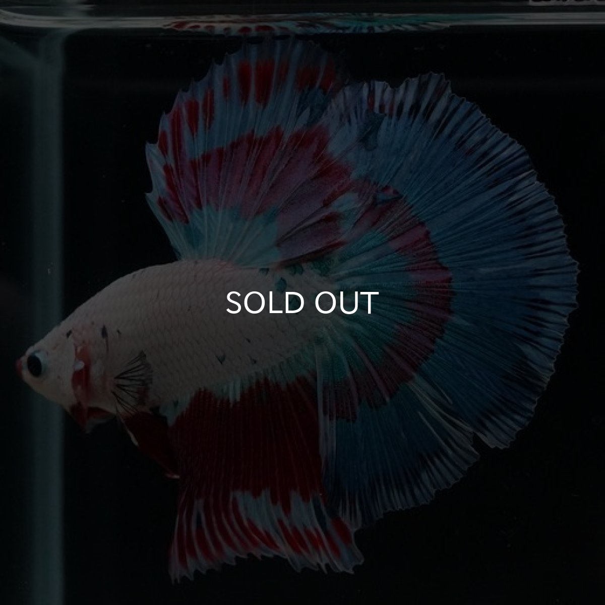 画像15: HM ホワイトファンシー (15)