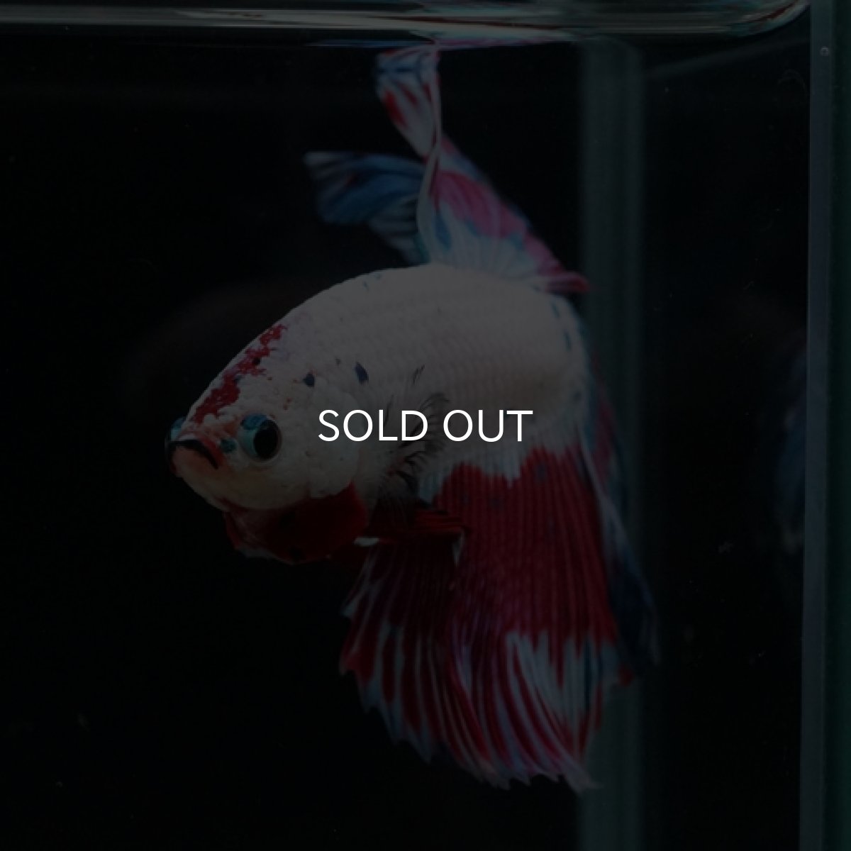 画像14: HM ホワイトファンシー (14)