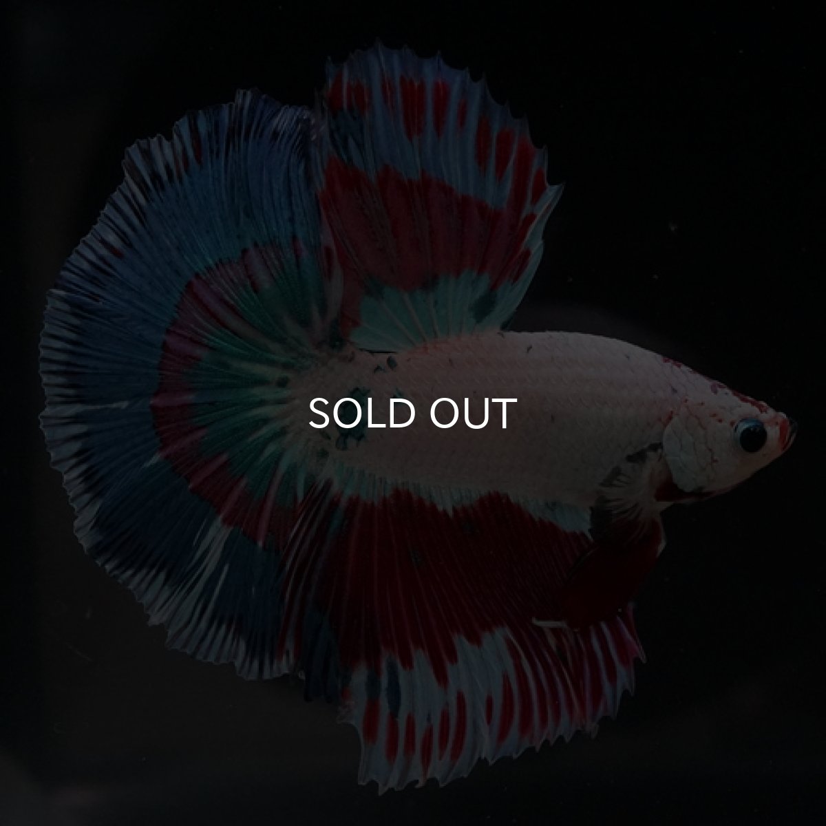 画像13: HM ホワイトファンシー (13)