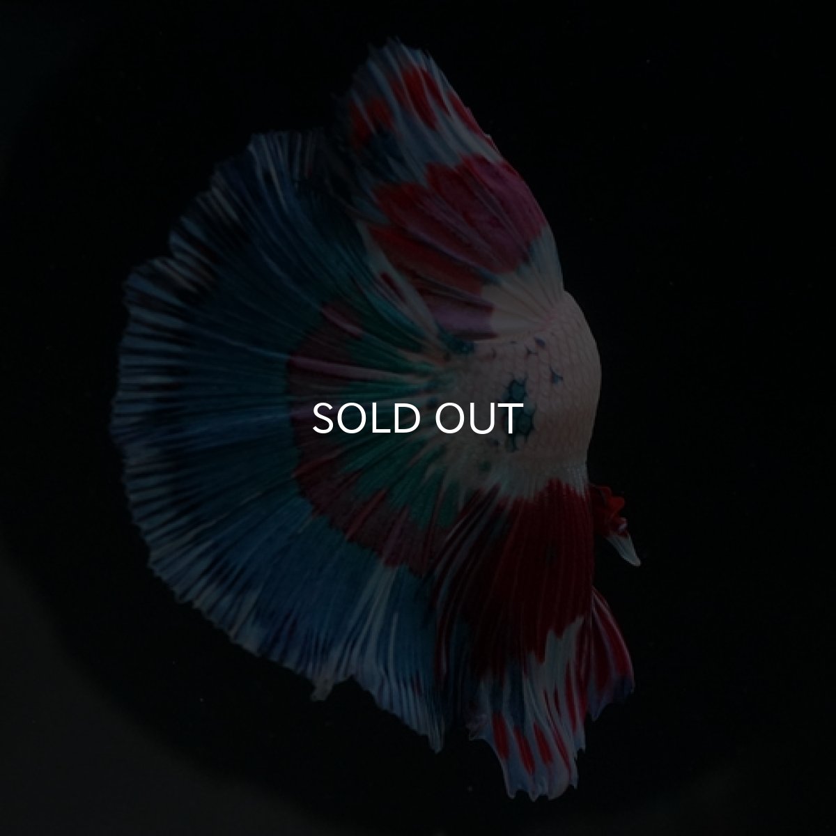 画像12: HM ホワイトファンシー (12)