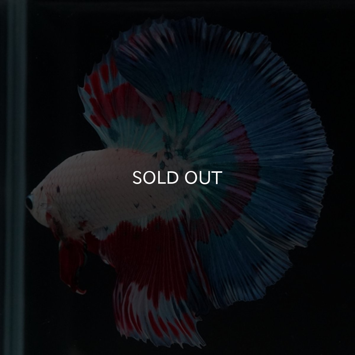 画像10: HM ホワイトファンシー (10)