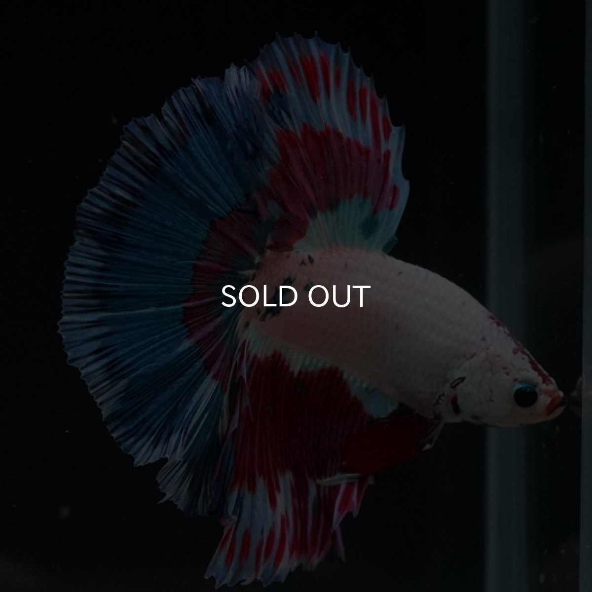 画像9: HM ホワイトファンシー (9)