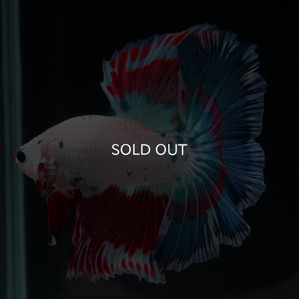 画像8: HM ホワイトファンシー (8)