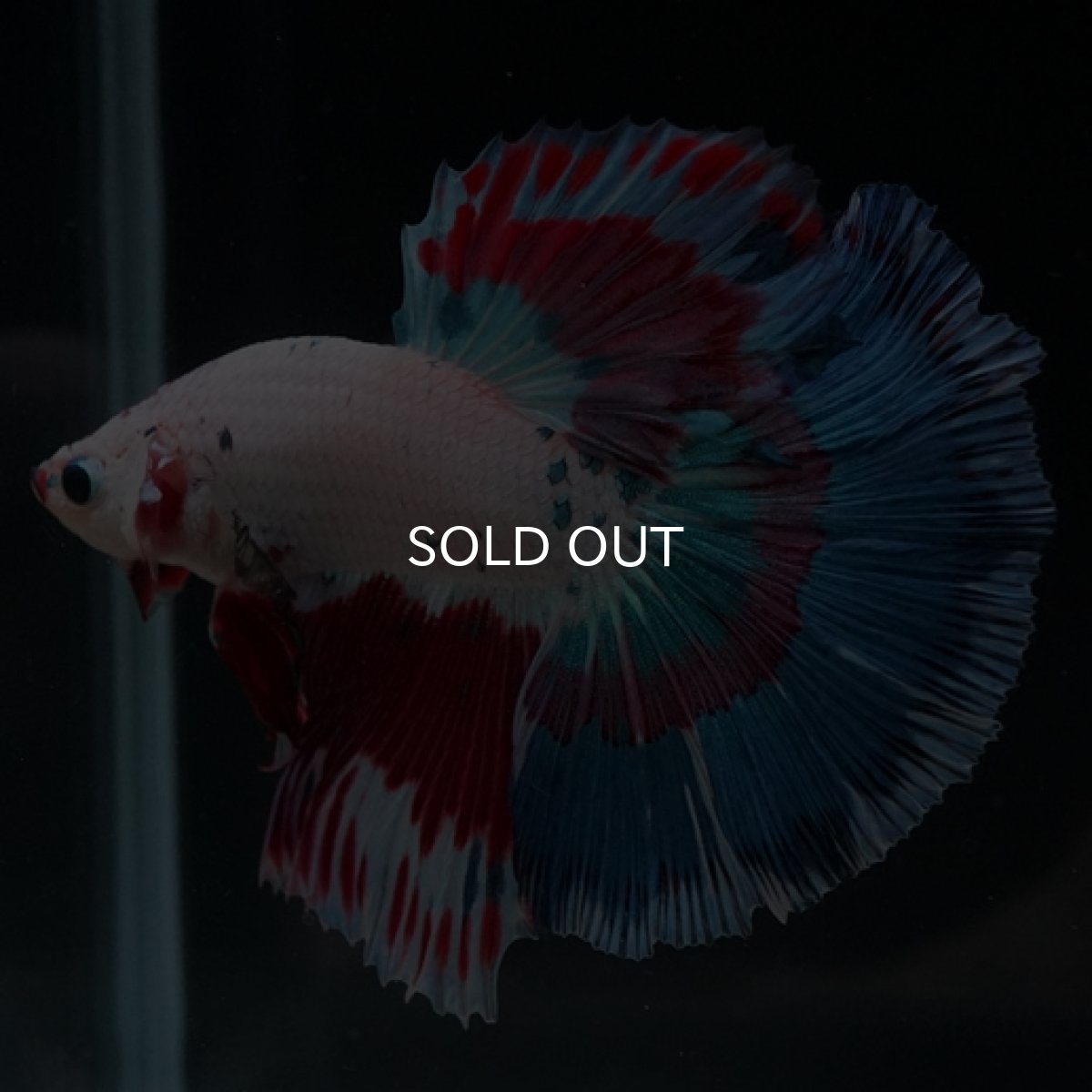 画像7: HM ホワイトファンシー (7)