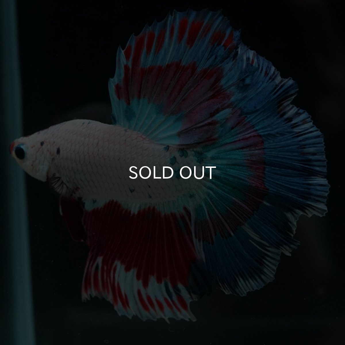 画像6: HM ホワイトファンシー (6)