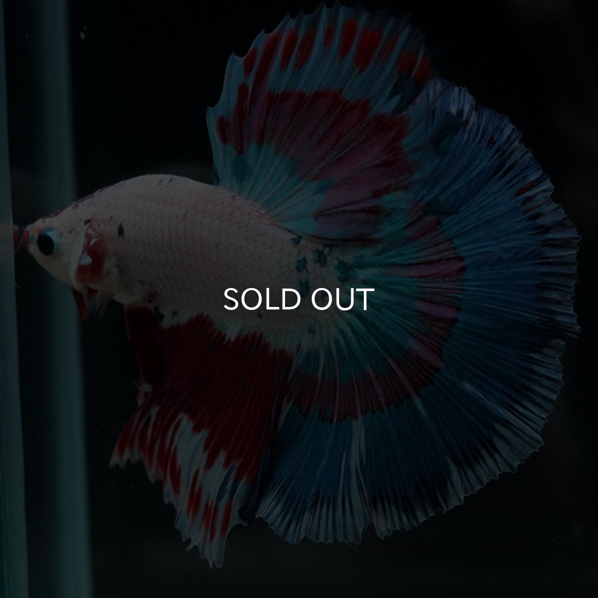 画像5: HM ホワイトファンシー (5)