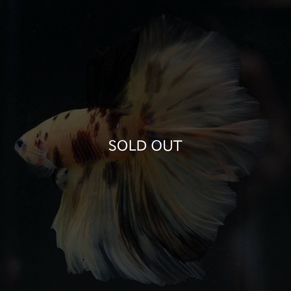 画像6: HM イエロータイガー (6)