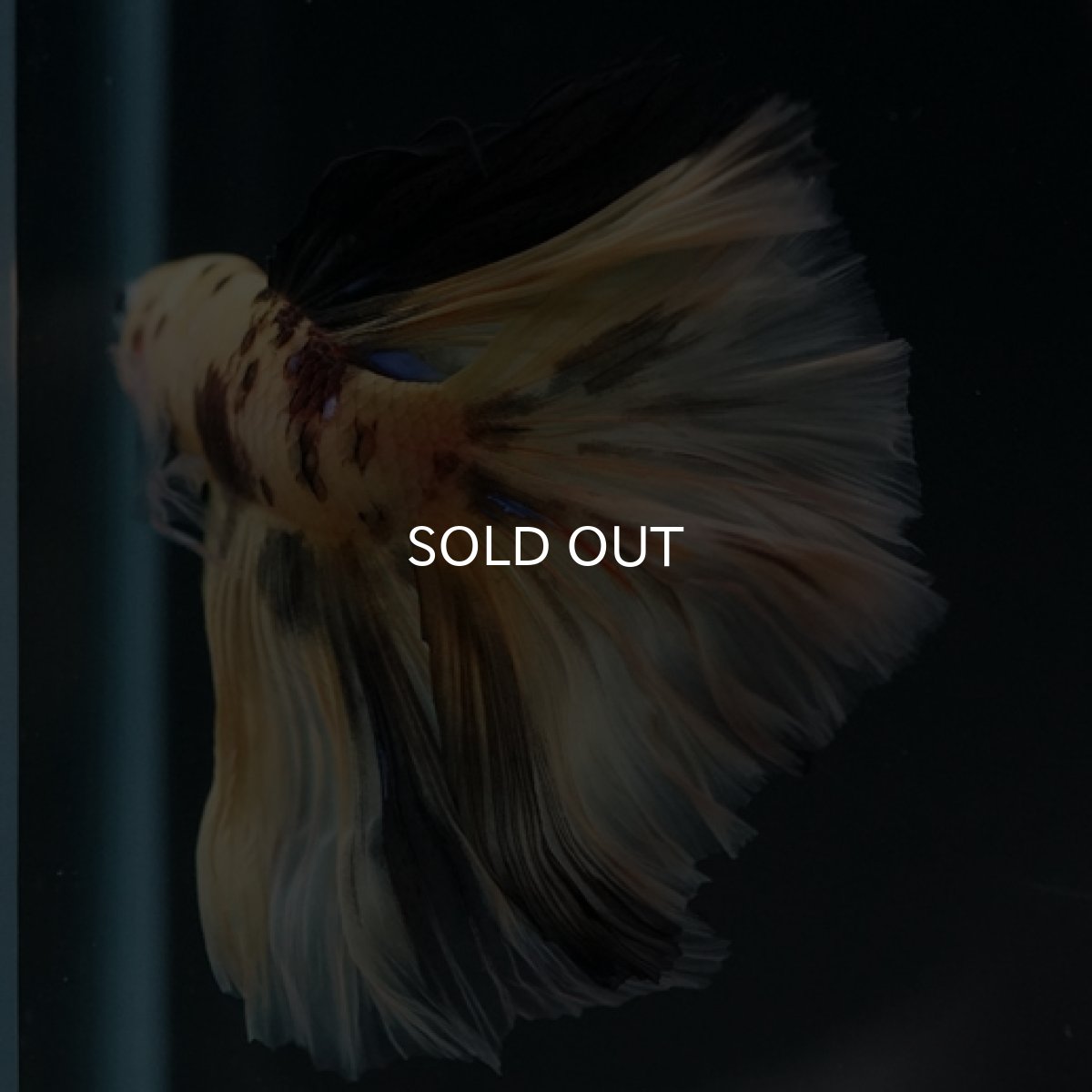 画像5: HM イエロータイガー (5)