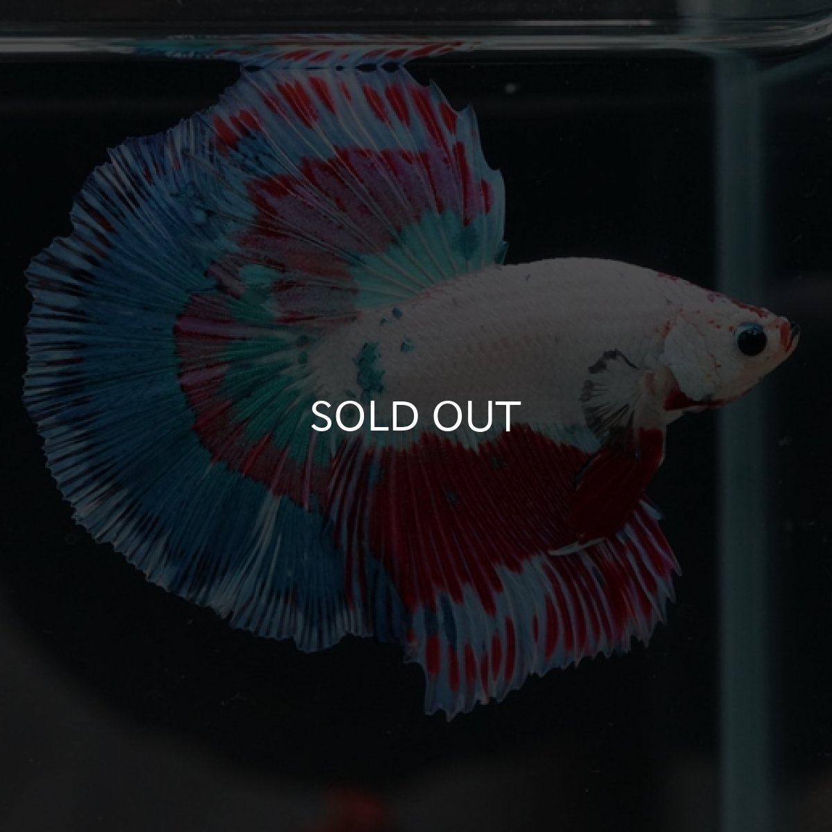 画像4: HM ホワイトファンシー (4)