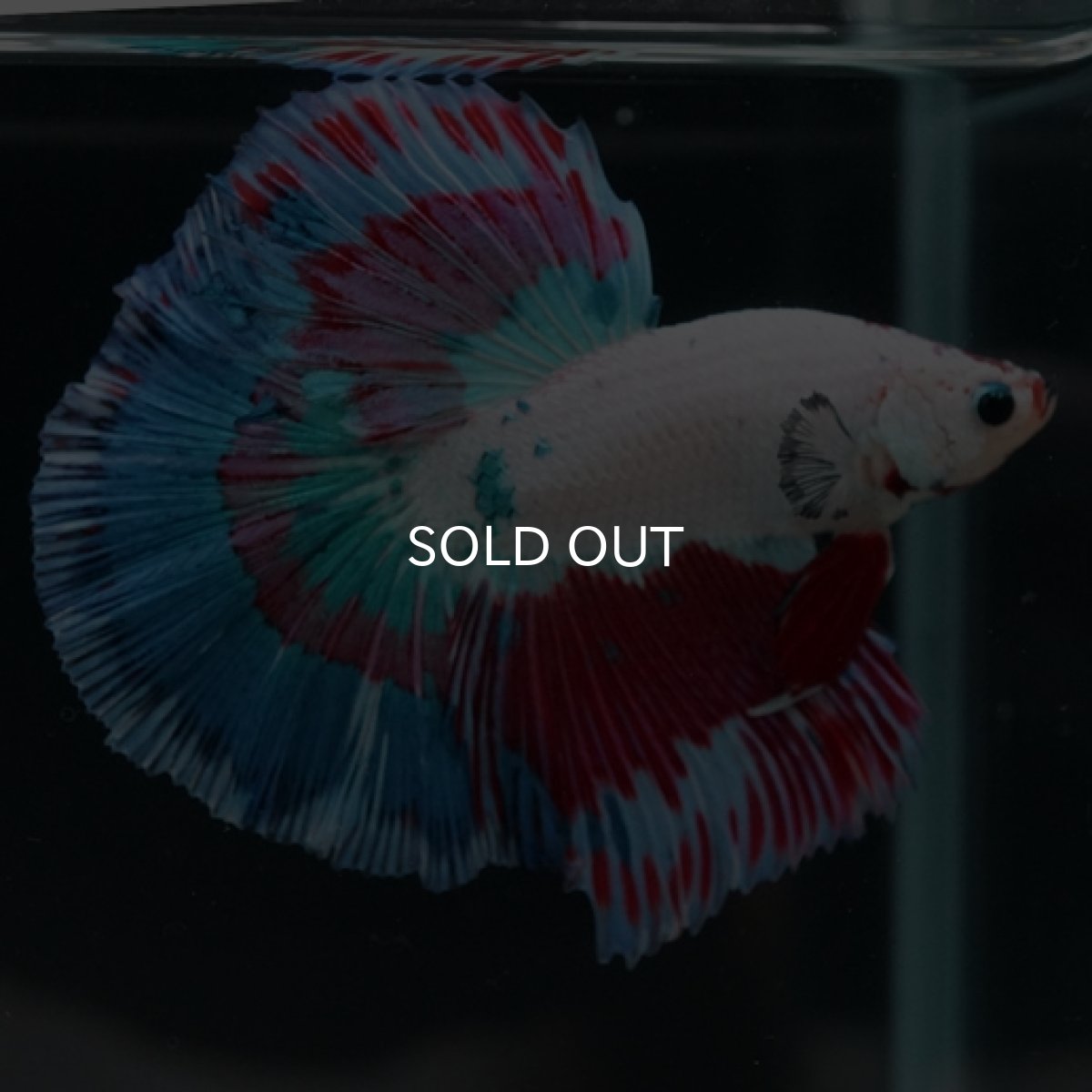 画像3: HM ホワイトファンシー (3)