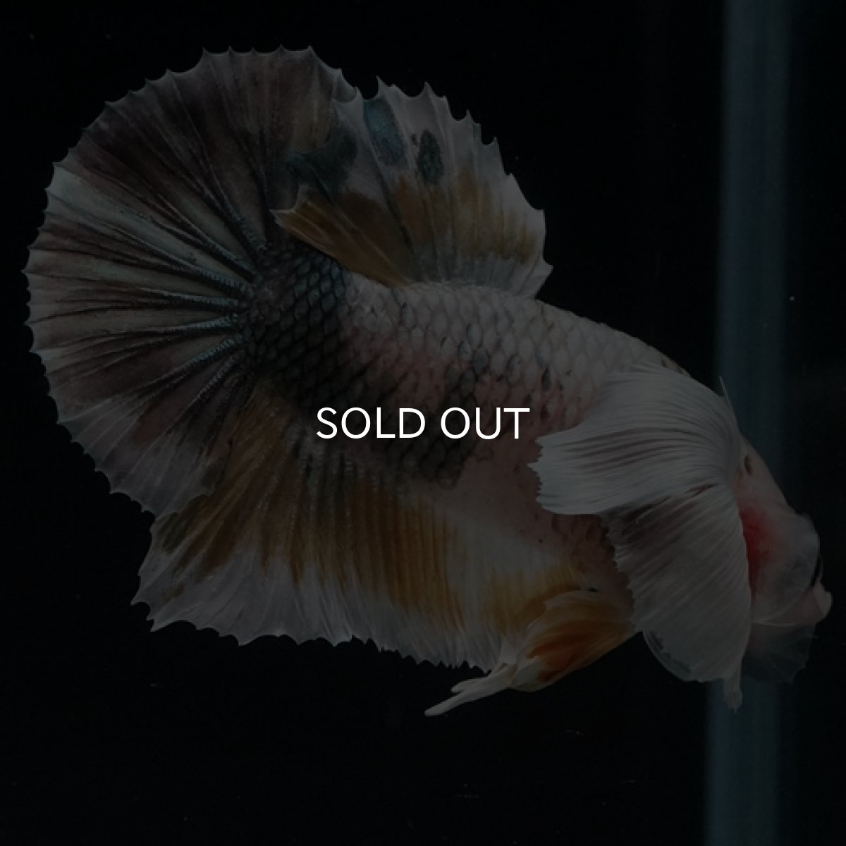 画像8: HMPK　ファンシーカッパーマーブル　ダンボ (8)