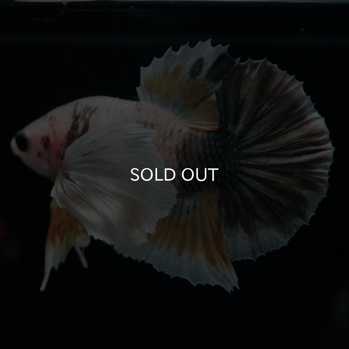 画像2: HMPK　ファンシーカッパーマーブル　ダンボ (2)