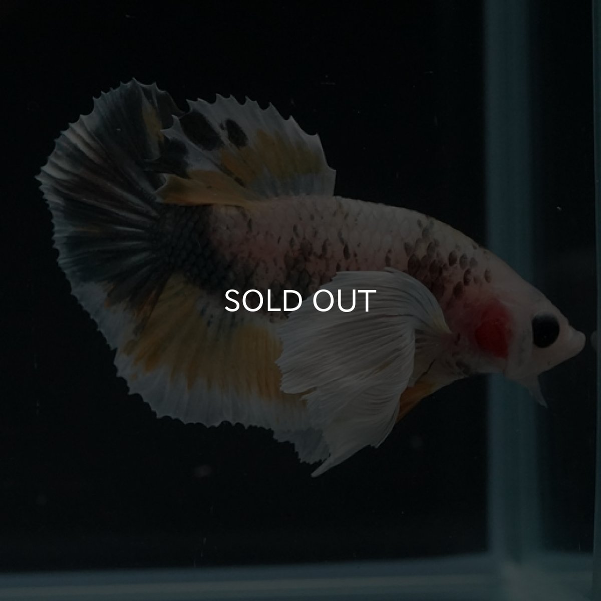 画像7: HMPK　ファンシーカッパーマーブル　ダンボ (7)