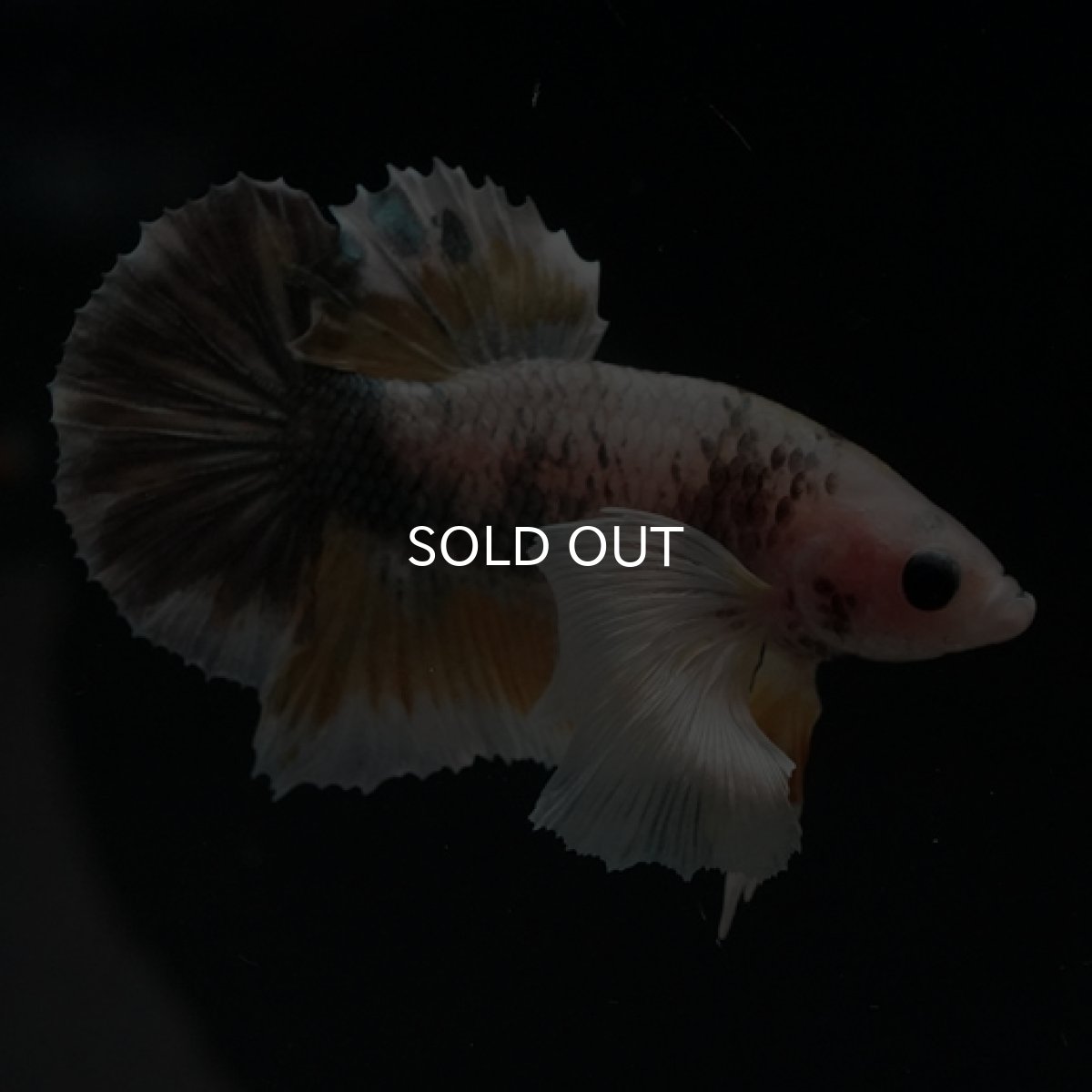 画像6: HMPK　ファンシーカッパーマーブル　ダンボ (6)