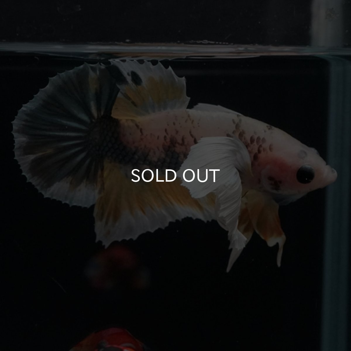 画像5: HMPK　ファンシーカッパーマーブル　ダンボ (5)