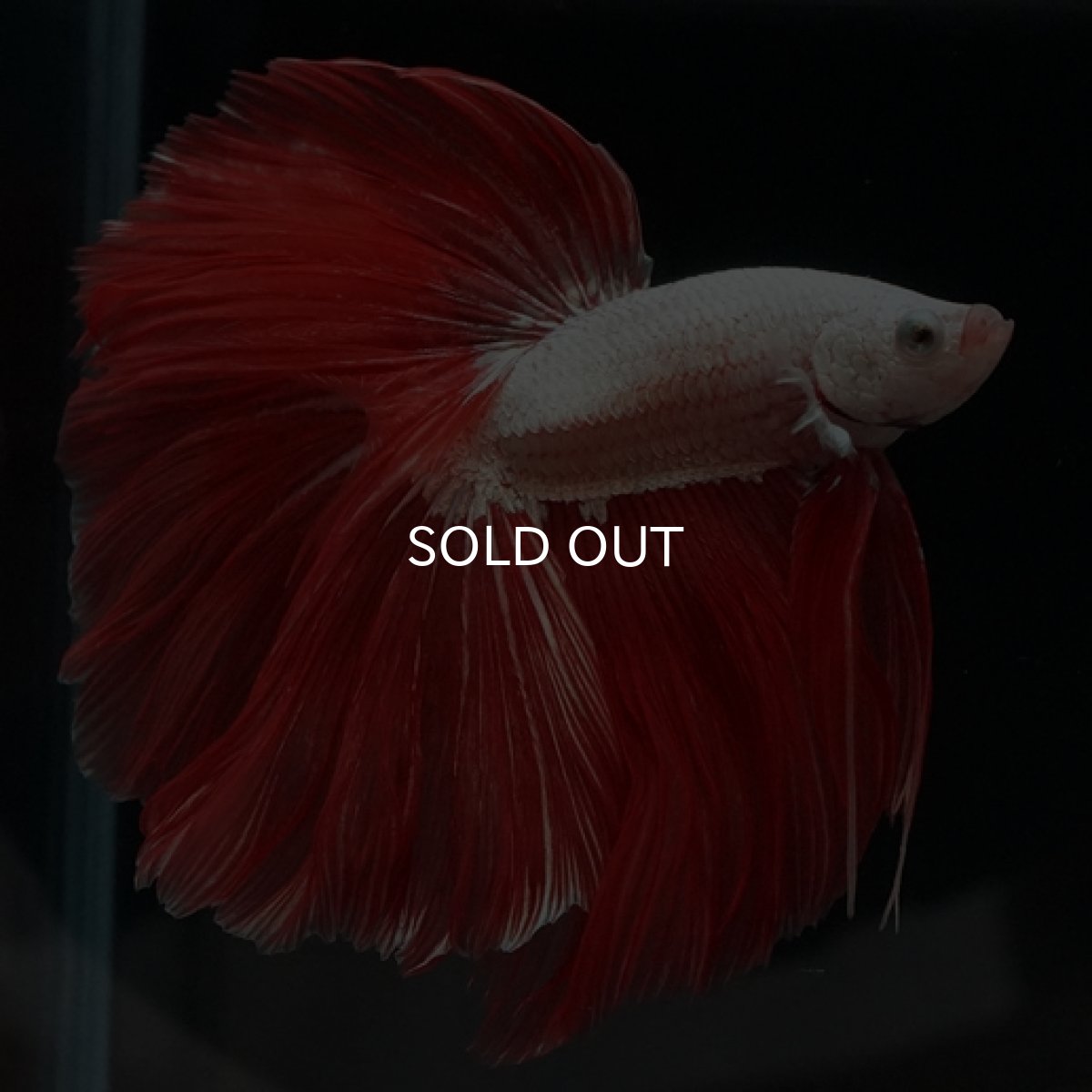 画像11: HM　プラチナレッドドラゴン　ローズテール (11)