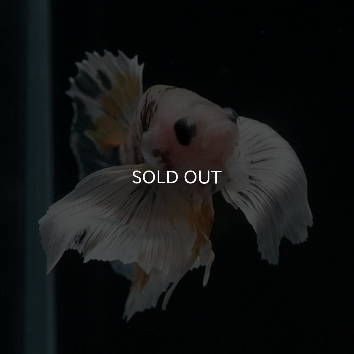 画像4: HMPK　ファンシーカッパーマーブル　ダンボ (4)