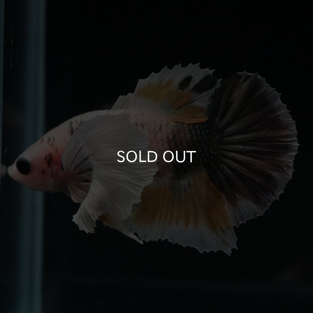 画像3: HMPK　ファンシーカッパーマーブル　ダンボ (3)