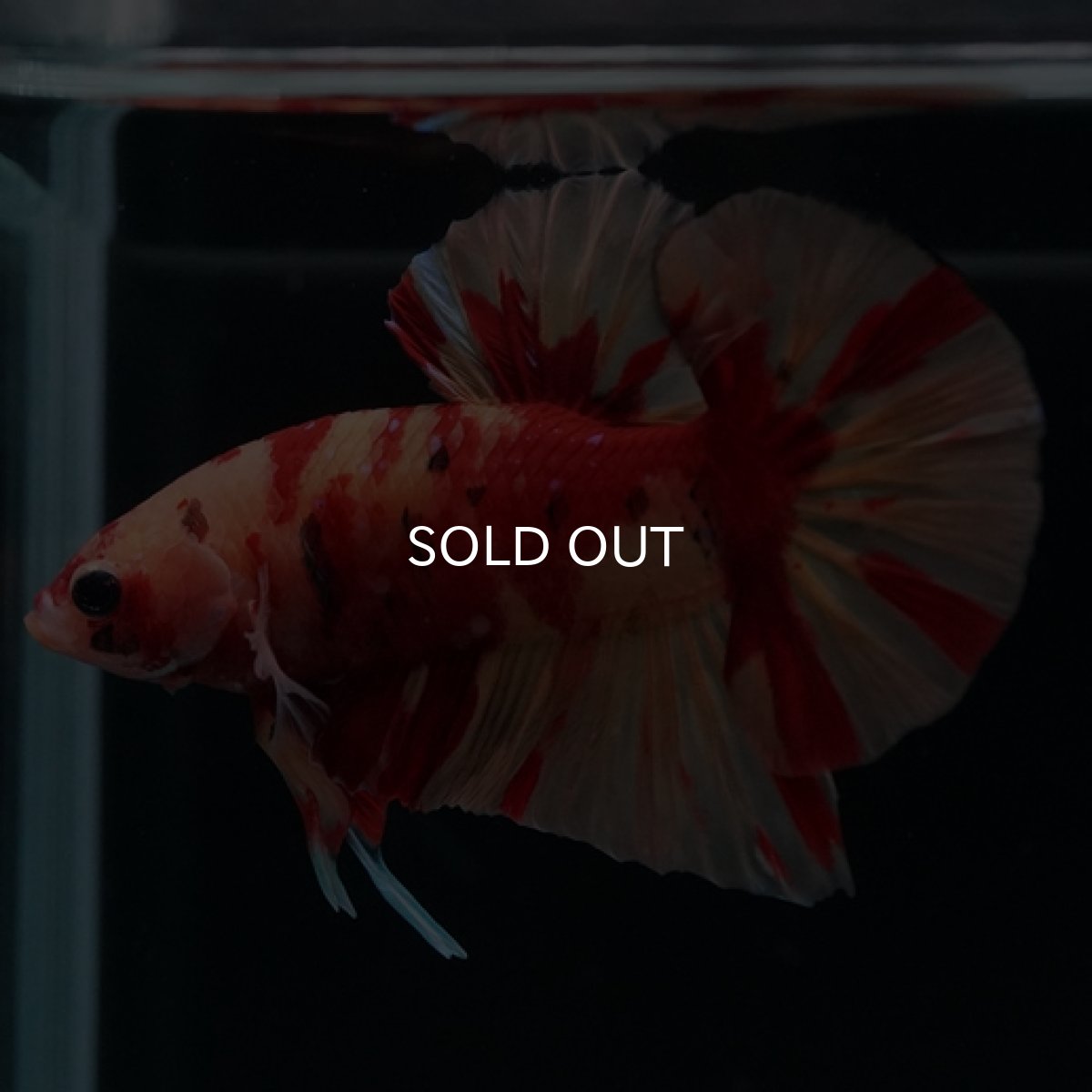 画像4: HMPK　ニモキャンディ (4)