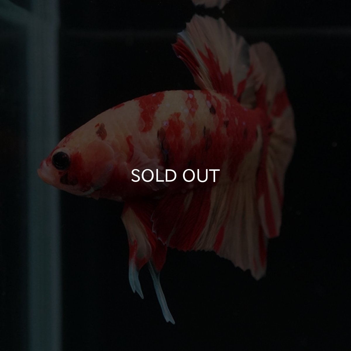 画像13: HMPK　ニモキャンディ (13)