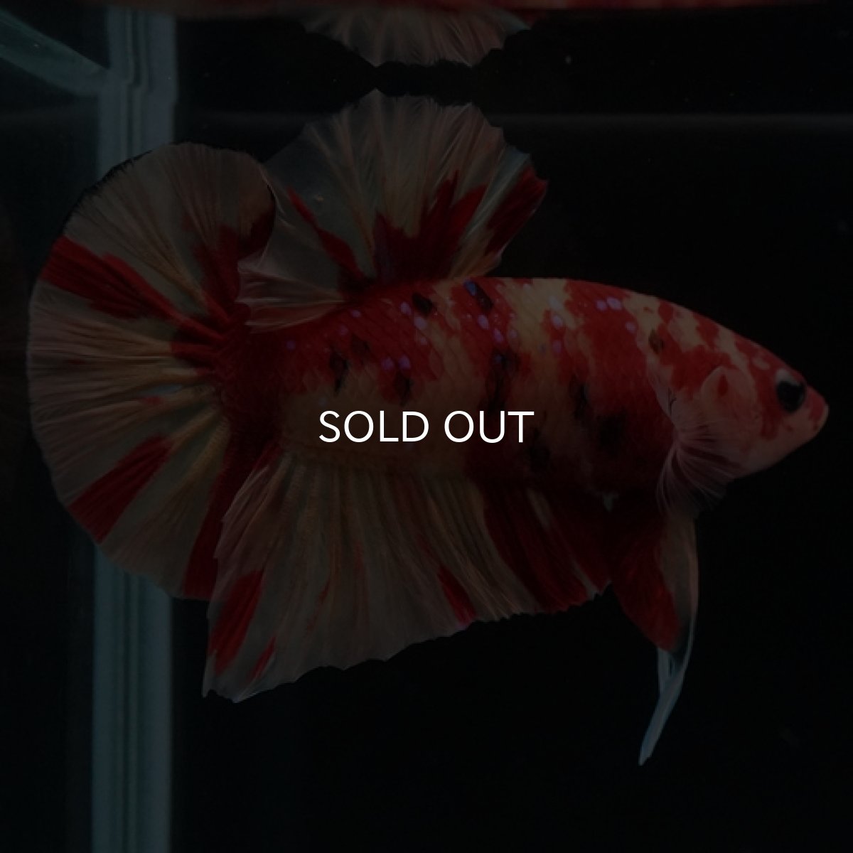 画像12: HMPK　ニモキャンディ (12)