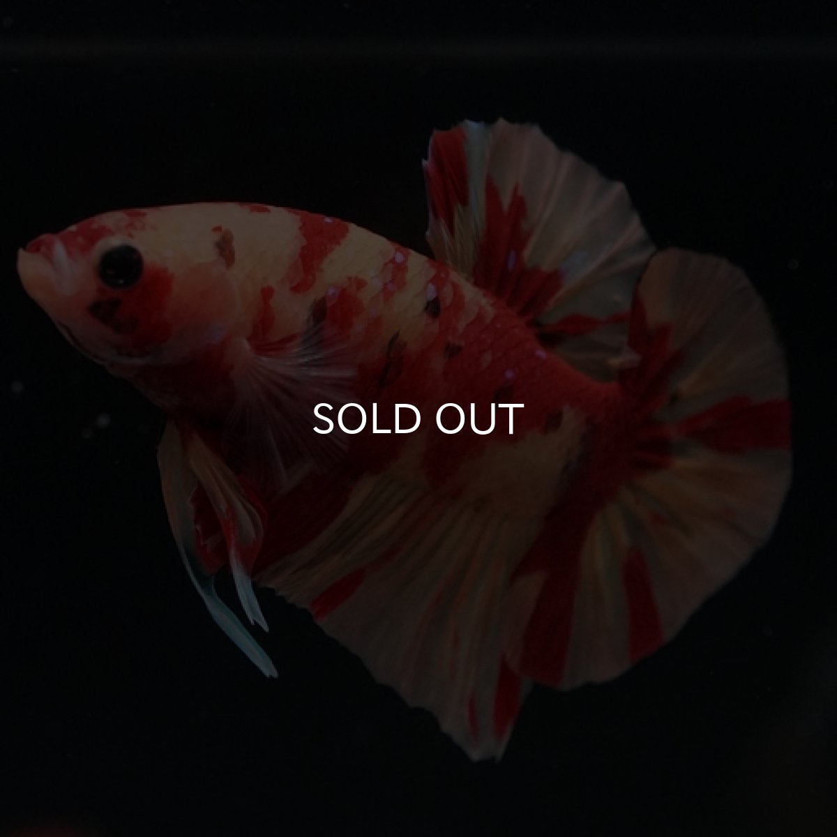 画像11: HMPK　ニモキャンディ (11)