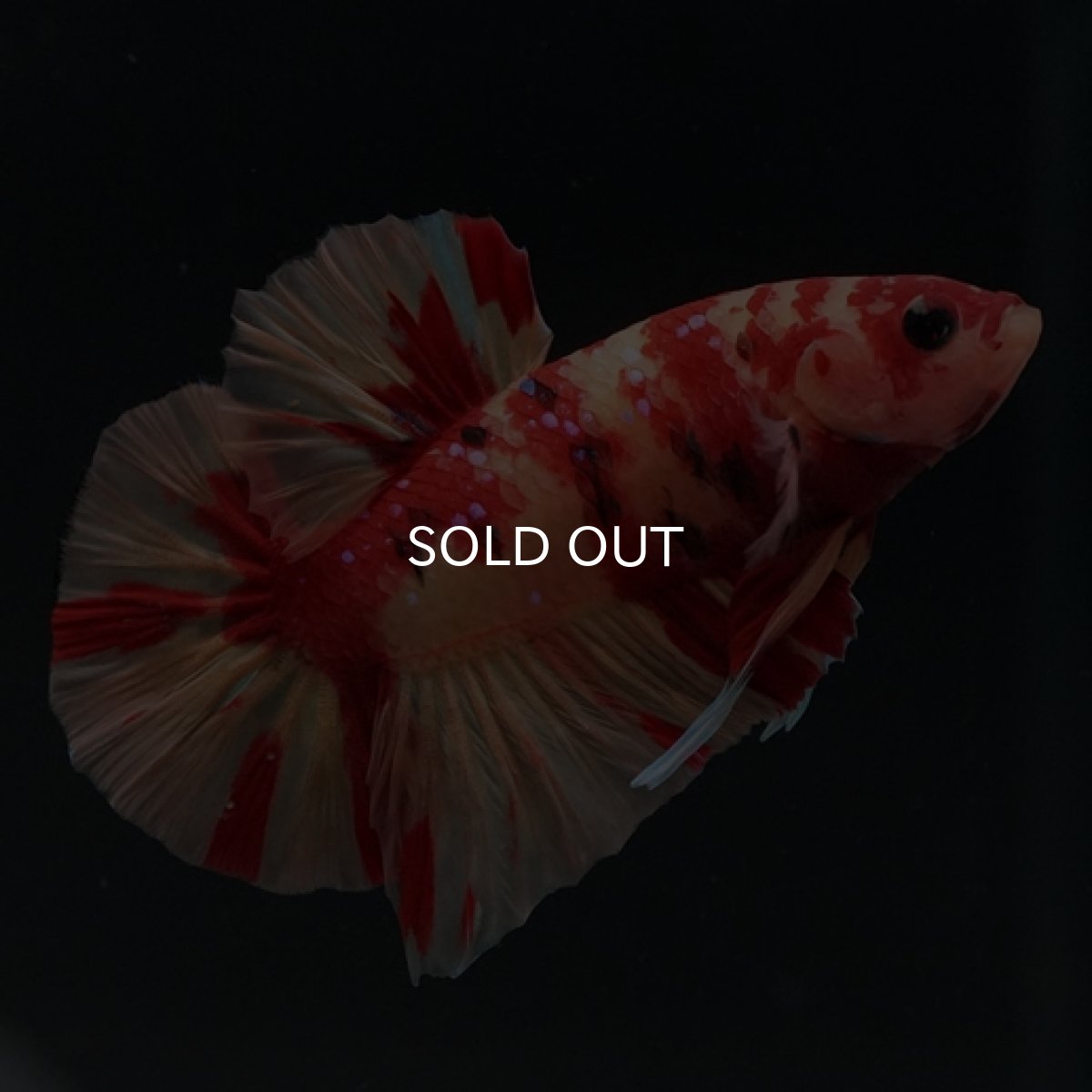 画像10: HMPK　ニモキャンディ (10)