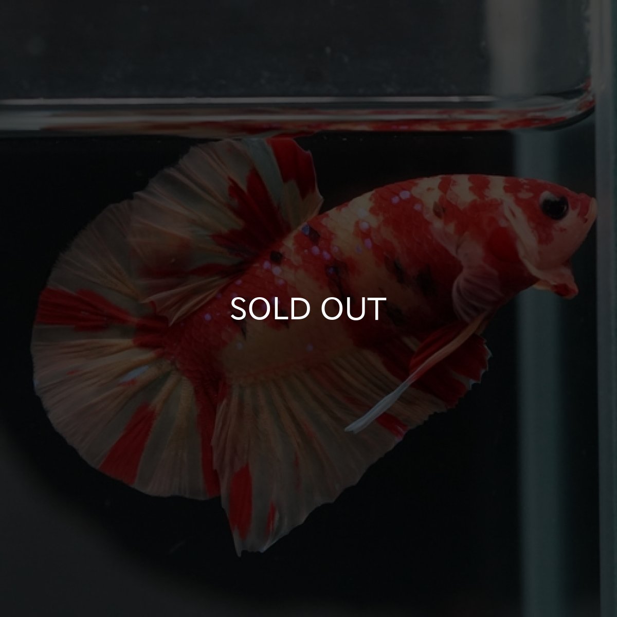 画像9: HMPK　ニモキャンディ (9)