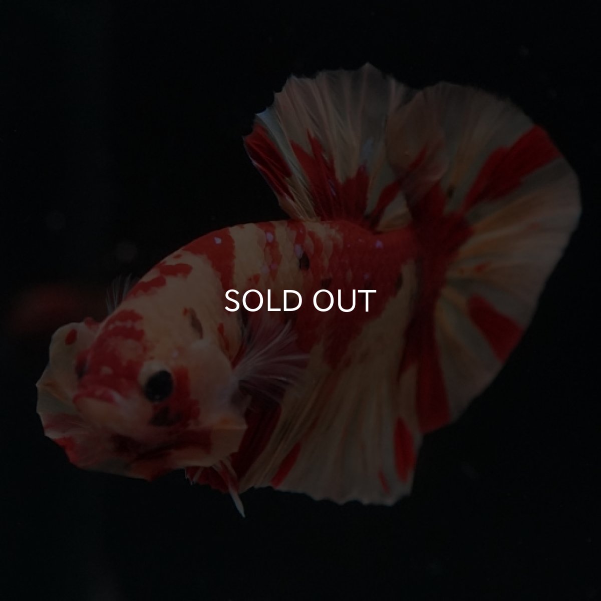 画像2: HMPK　ニモキャンディ (2)