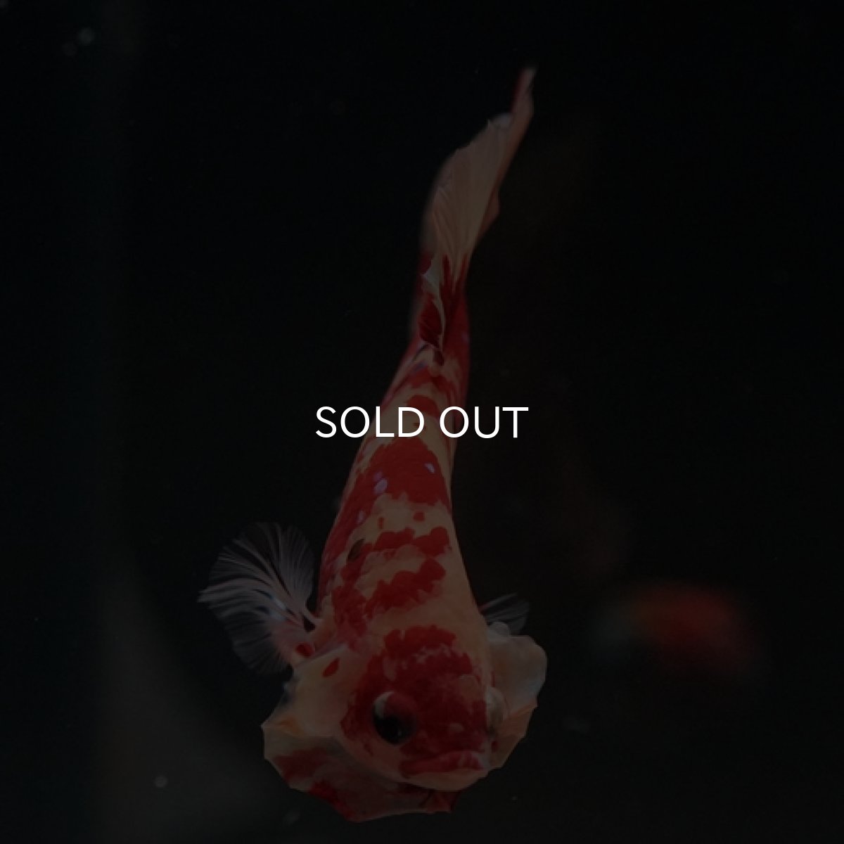 画像8: HMPK　ニモキャンディ (8)