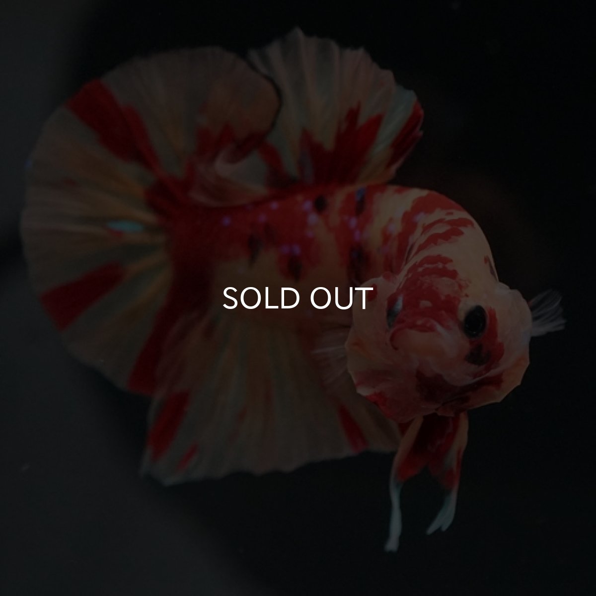 画像3: HMPK　ニモキャンディ (3)