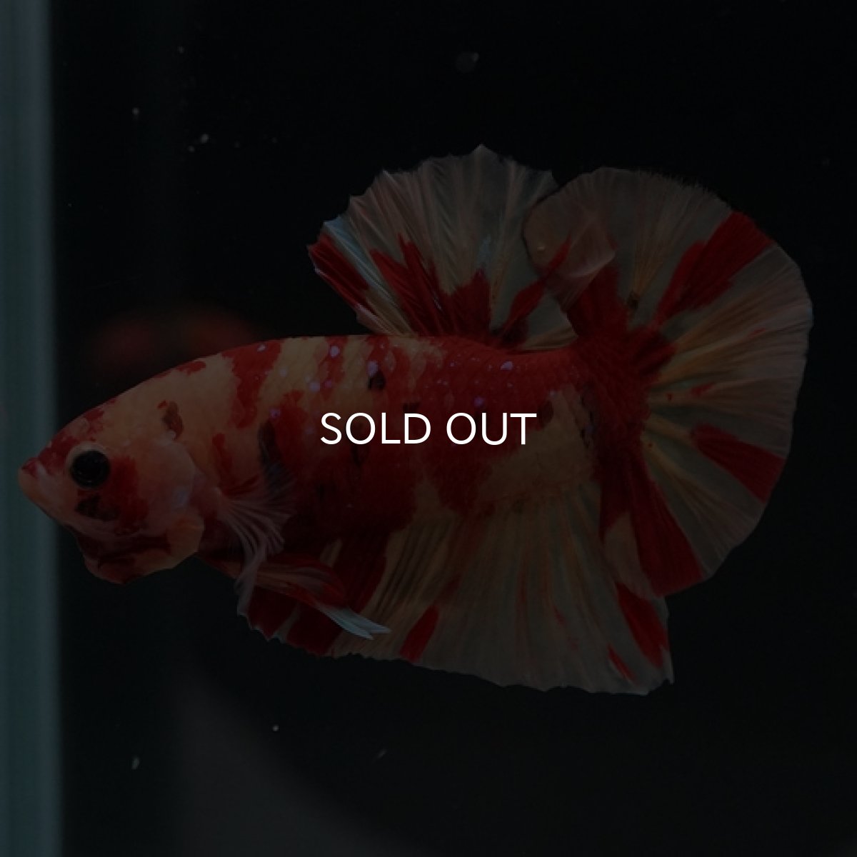 画像7: HMPK　ニモキャンディ (7)