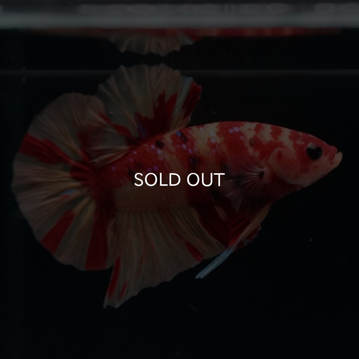 画像6: HMPK　ニモキャンディ (6)