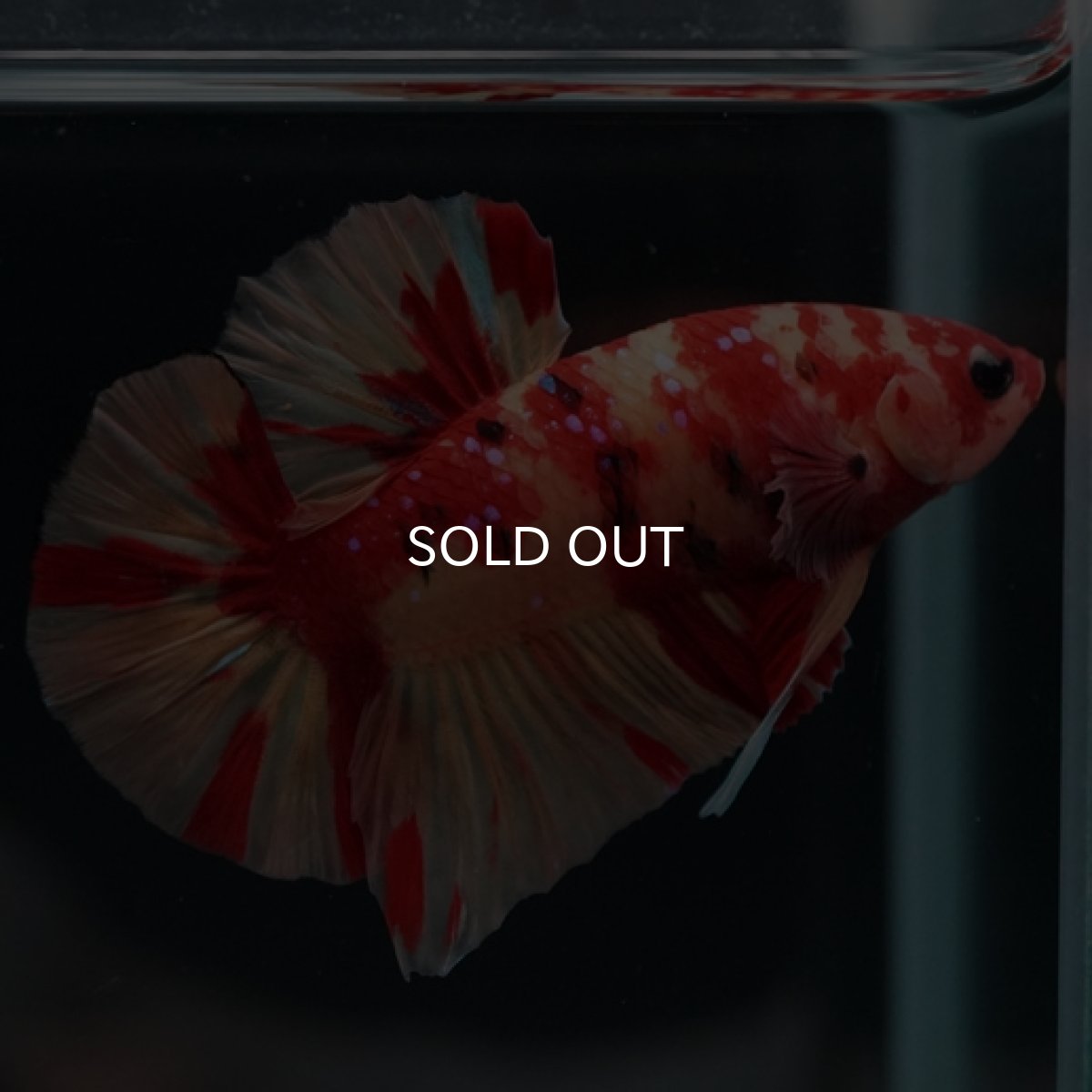 画像5: HMPK　ニモキャンディ (5)