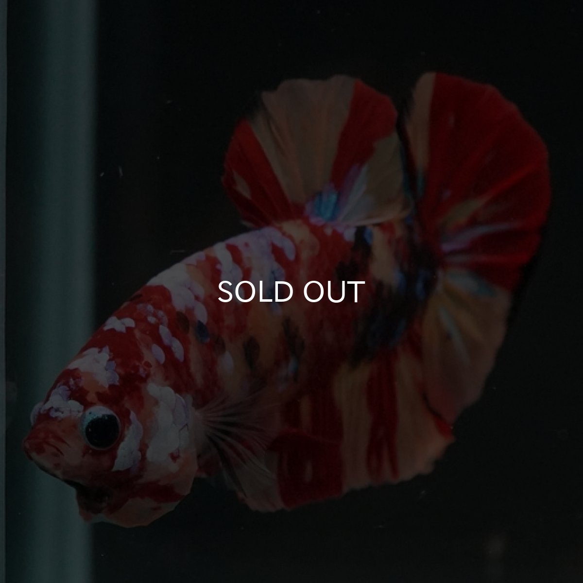 画像11: HMPK　キャンディギャラクシー (11)