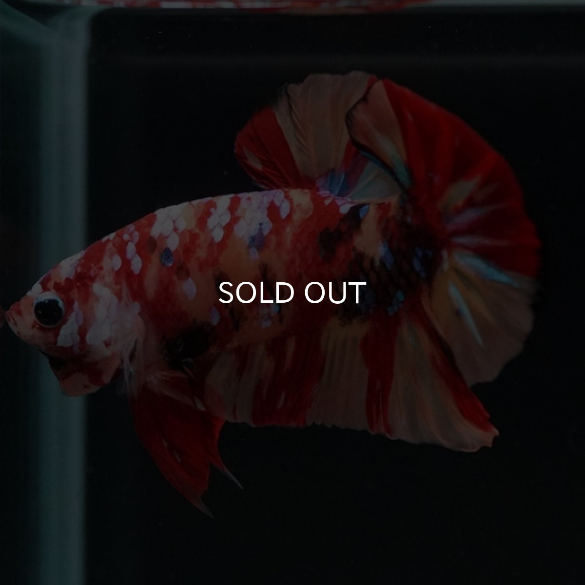 画像10: HMPK　キャンディギャラクシー (10)