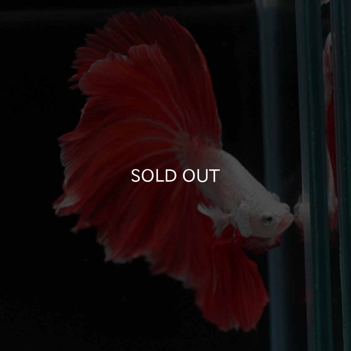 画像10: HM　プラチナレッドドラゴン　ローズテール (10)