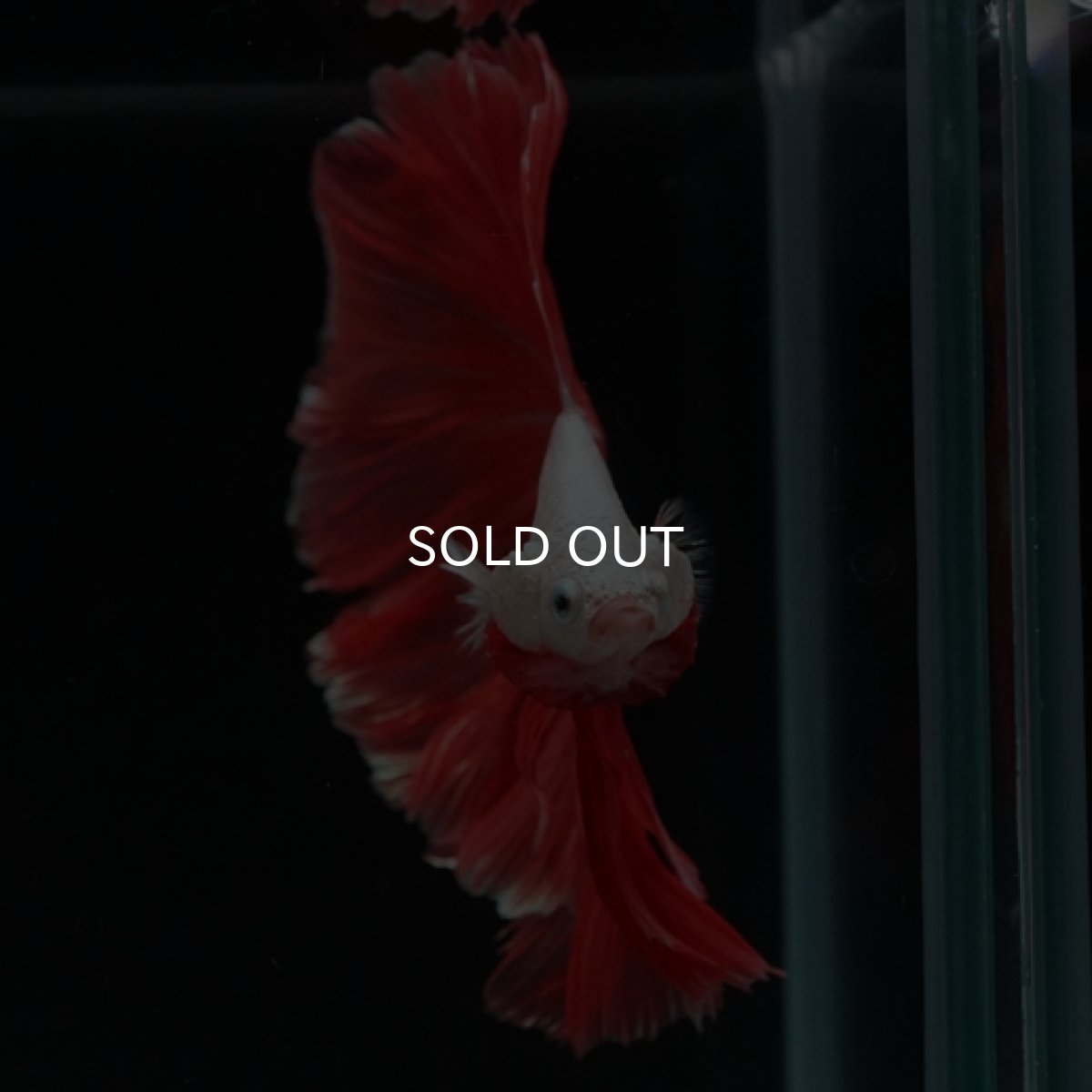 画像3: HM　プラチナレッドドラゴン　ローズテール (3)