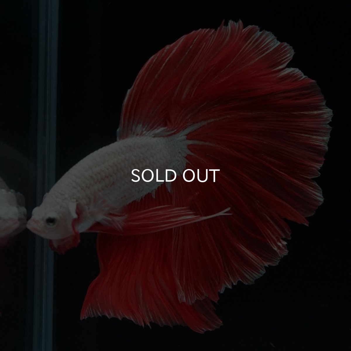 画像2: HM　プラチナレッドドラゴン　ローズテール (2)