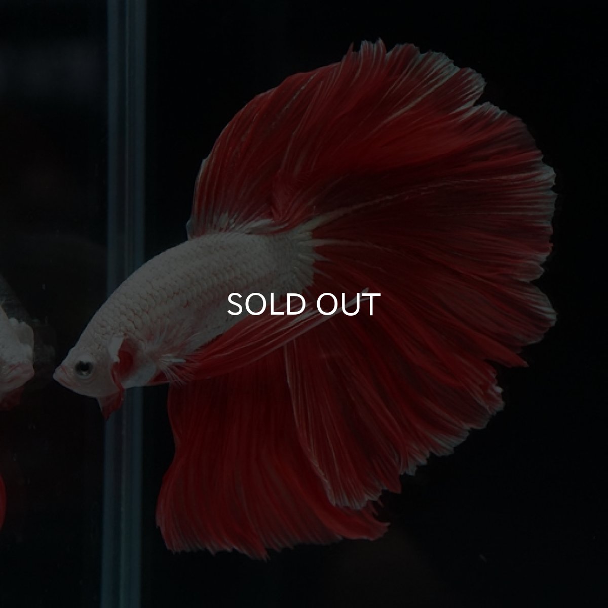 画像9: HM　プラチナレッドドラゴン　ローズテール (9)