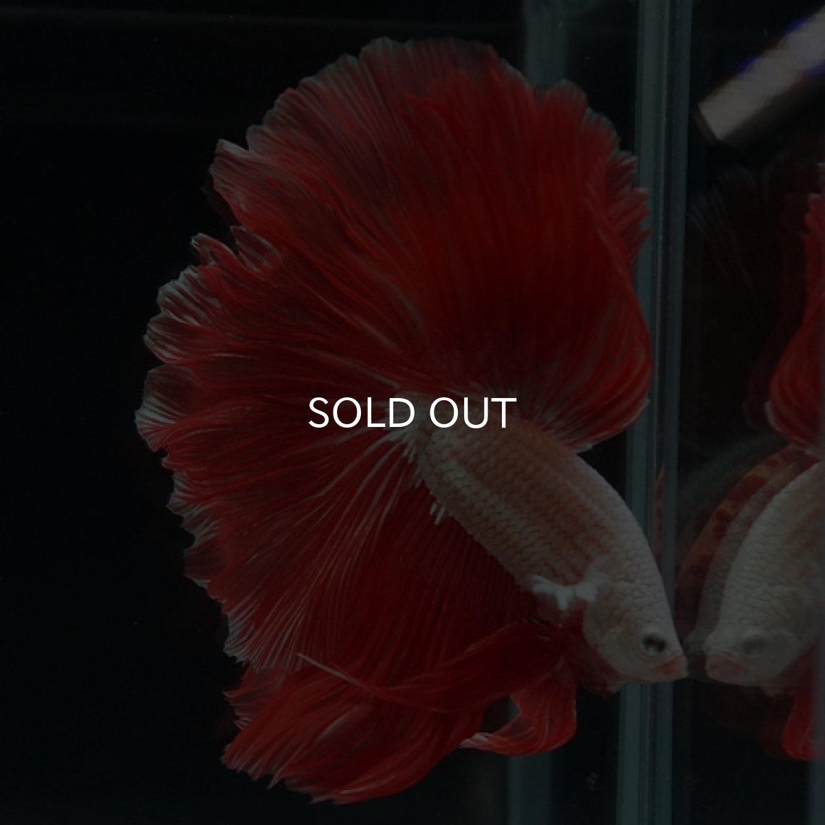 画像8: HM　プラチナレッドドラゴン　ローズテール (8)