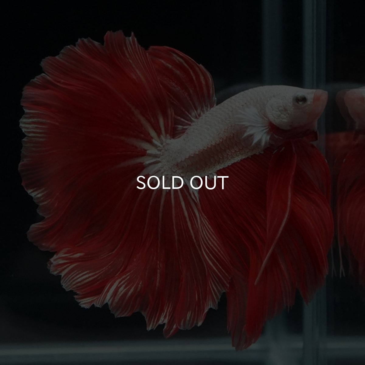 画像7: HM　プラチナレッドドラゴン　ローズテール (7)