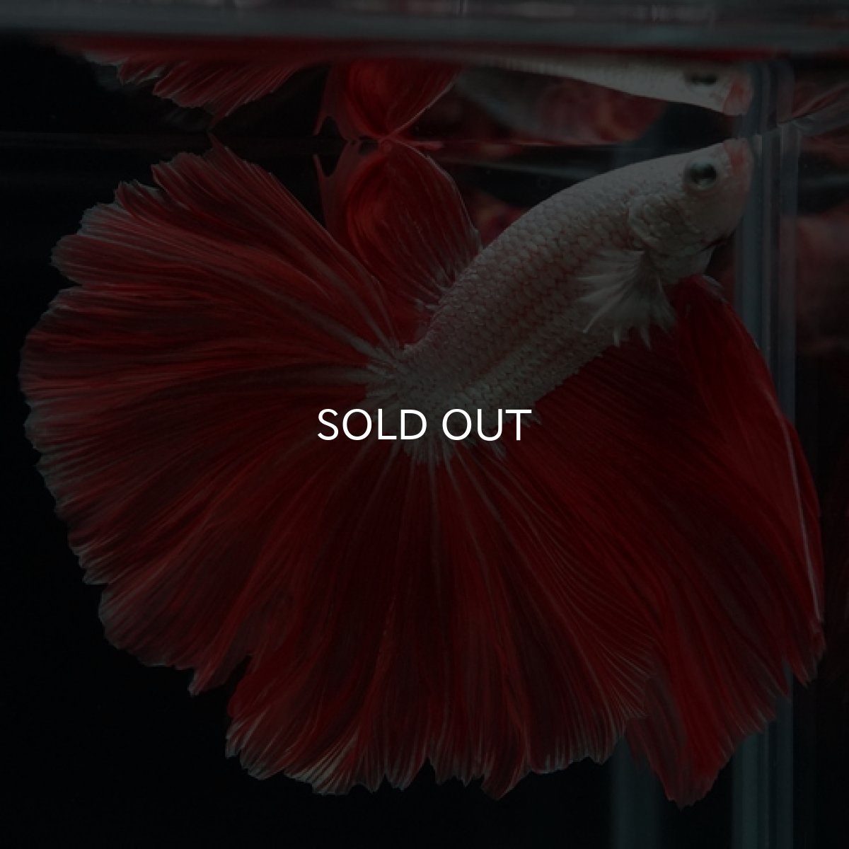 画像6: HM　プラチナレッドドラゴン　ローズテール (6)