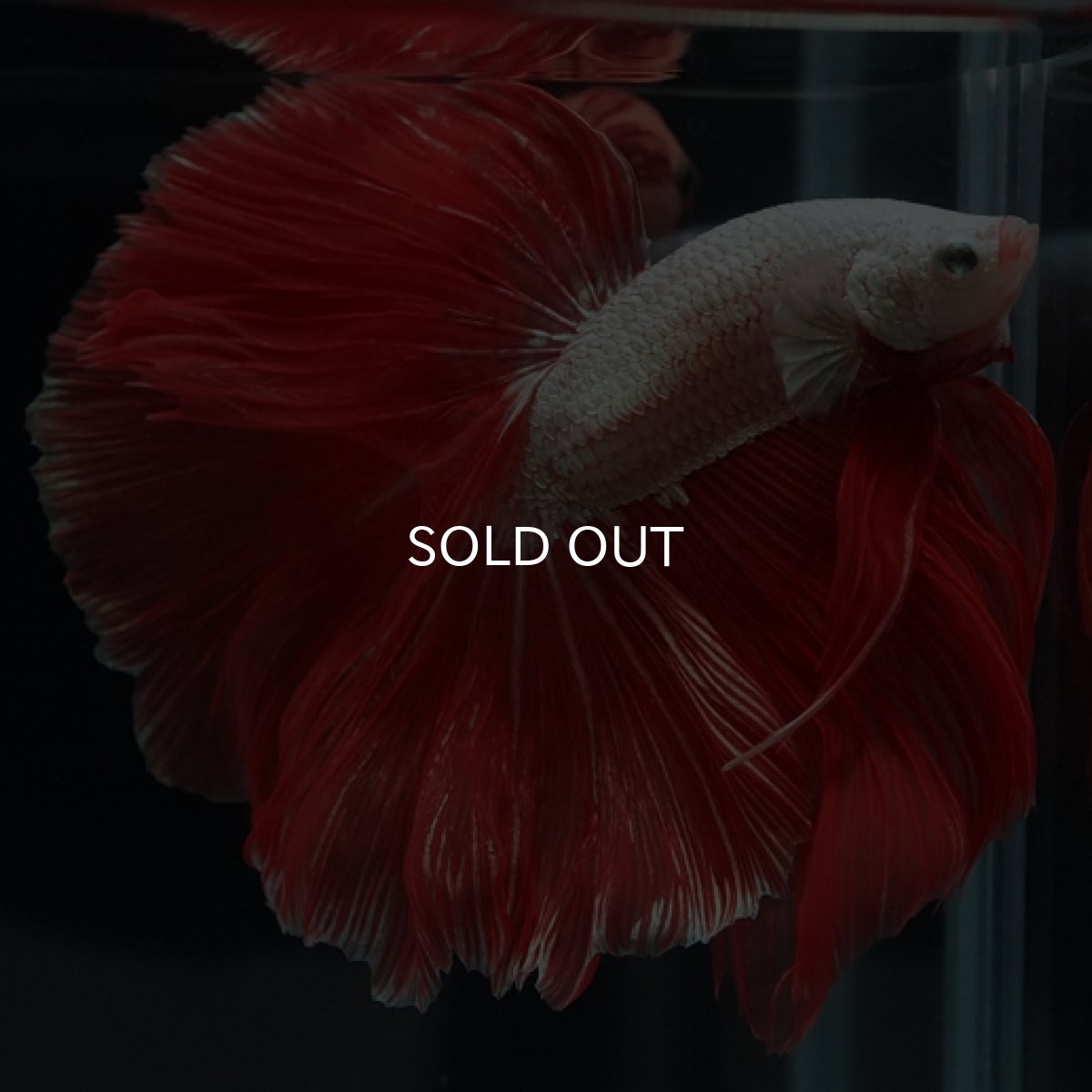 画像5: HM　プラチナレッドドラゴン　ローズテール (5)